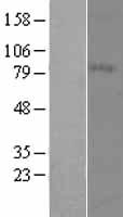 MFI2 (MELTF) Human Over-expression Lysate