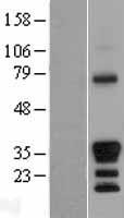 MEOX 2 (MEOX2) Human Over-expression Lysate