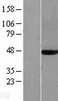 MAT2A Human Over-expression Lysate