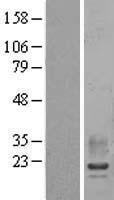 RAMP2 Human Over-expression Lysate
