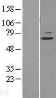STAM2 Human Over-expression Lysate