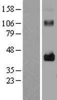 LRRC17 Human Over-expression Lysate
