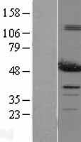 PDIA6 Human Over-expression Lysate