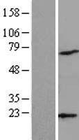 ARPC4 Human Over-expression Lysate