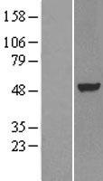 LXR alpha (NR1H3) Human Over-expression Lysate