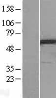 PPP3CC Human Over-expression Lysate