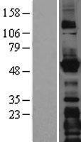 LMAN1 Human Over-expression Lysate