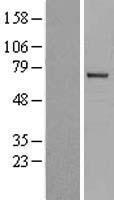 ITK Human Over-expression Lysate