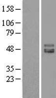 ISLR Human Over-expression Lysate