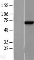 Lysyl tRNA synthetase (KARS) Human Over-expression Lysate