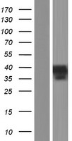 Inhibin beta C chain (INHBC) Human Over-expression Lysate