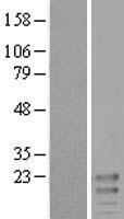 KCNE3 Human Over-expression Lysate