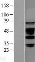 SSH3BP1 (ABI1) Human Over-expression Lysate
