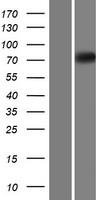 EOMES Human Over-expression Lysate