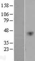 VEGFC Human Over-expression Lysate