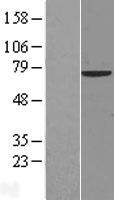 NCOA4 Human Over-expression Lysate
