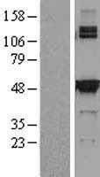 SHMT2 Human Over-expression Lysate