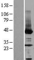 NEU2 Human Over-expression Lysate