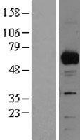RBPJK (RBPJ) Human Over-expression Lysate