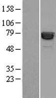 HSP70-1A (HSPA1A) Human Over-expression Lysate