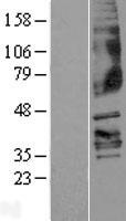 FFAR3 Human Over-expression Lysate
