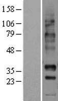 GPR7 (NPBWR1) Human Over-expression Lysate