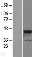 GNAT2 Human Over-expression Lysate