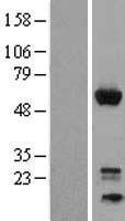 GEM Human Over-expression Lysate