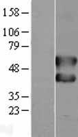 c Fos (FOS) Human Over-expression Lysate