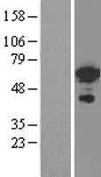 FOXC2 Human Over-expression Lysate