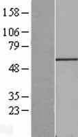 FGR Human Over-expression Lysate