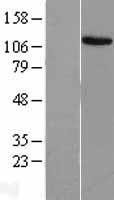 EVI1 (MECOM) Human Over-expression Lysate