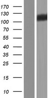 Eph receptor A1 (EPHA1) Human Over-expression Lysate