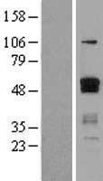 ETS1 Human Over-expression Lysate