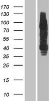 ErbB 4 (ERBB4) Human Over-expression Lysate
