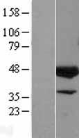 ELK3 Human Over-expression Lysate
