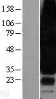 EDG3 (S1PR3) Human Over-expression Lysate