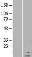 beta Defensin 1 (DEFB1) Human Over-expression Lysate