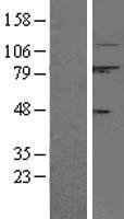 Calpain 1 (CAPN1) Human Over-expression Lysate