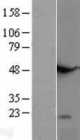 TNFSF18 Human Over-expression Lysate