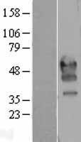 PD1 (PDCD1) Human Over-expression Lysate