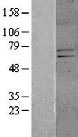 KCND1 Human Over-expression Lysate