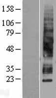 Aquaporin 3 (AQP3) Human Over-expression Lysate