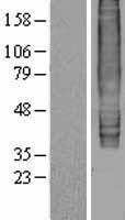 GPR183 Human Over-expression Lysate