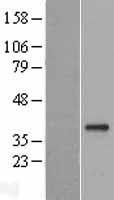 GDF15 Human Over-expression Lysate