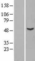 VPS4B Human Over-expression Lysate