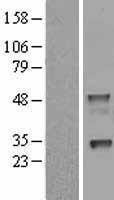 NAPSIN A (NAPSA) Human Over-expression Lysate