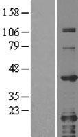 GRAP2 Human Over-expression Lysate