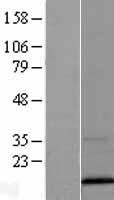 VAMP3 Human Over-expression Lysate