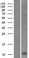 P311 (NREP) Human Over-expression Lysate